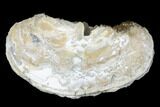 Fossil Clam with Fluorescent Calcite Crystals - Ruck's Pit, FL #177739-1